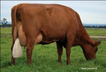 Dam of ARBHILLY<br /> ARBREDHERO and ARBBRADPITT<br /><br /><br />
Genetics Australia 