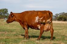 Mature Class Winner 2018 VIC OFC<br />
Sand Daughter<br />
Owner Goulding Family