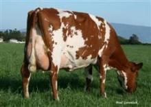 Dam of ARBABBOTT (s. Tosikko) <br /> Genetics Australia 